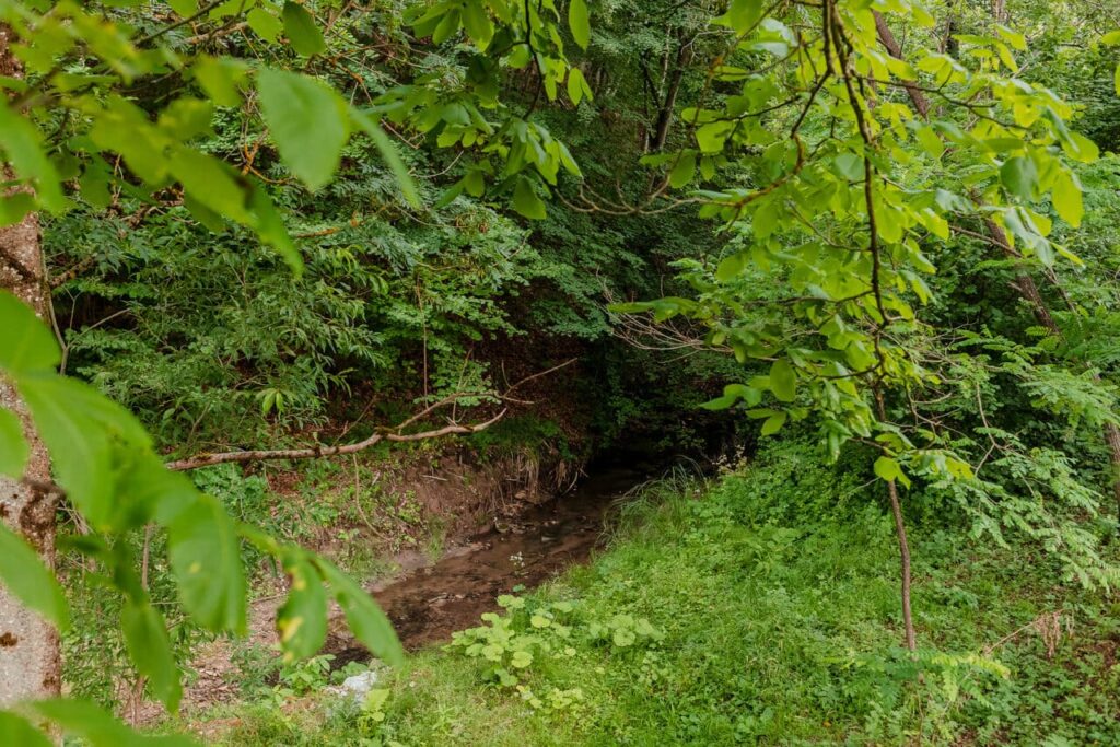 Un prim-plan al pârâului care trece pe proprietatea Cabanei Ana, înconjurat de o vegetație bogată și copaci verzi. Se observă cursul apei și o zonă de liniște, cu aspect natural, paralelă cu zona de foc de tabără.